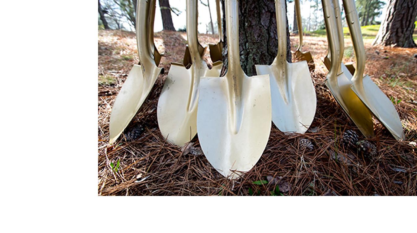 Shovels propped up against a tree